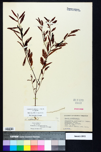 Chamaecrista nictitans var. nictitans image