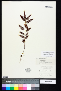 Chamaecrista nictitans var. nictitans image