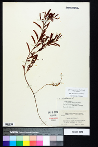 Chamaecrista nictitans var. nictitans image