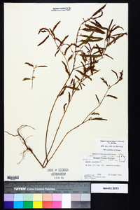 Chamaecrista nictitans var. nictitans image
