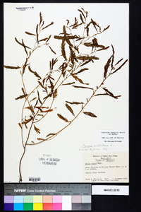 Chamaecrista nictitans var. nictitans image