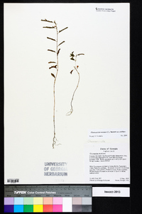 Chamaecrista nictitans var. nictitans image