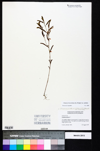 Chamaecrista nictitans var. nictitans image