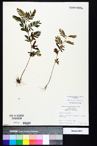 Chamaecrista nictitans var. nictitans image