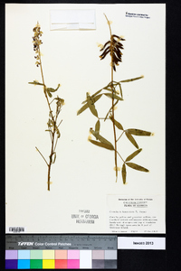 Crotalaria lanceolata image