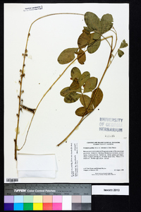 Crotalaria pallida var. obovata image