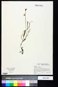 Crotalaria purshii image