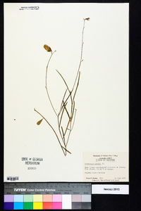 Crotalaria purshii image