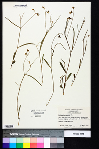 Crotalaria purshii image