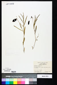 Crotalaria purshii image