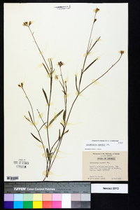 Crotalaria purshii image