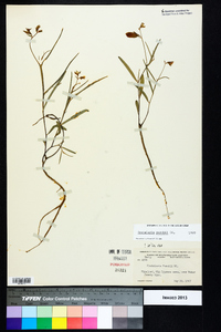 Crotalaria purshii image