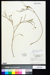 Crotalaria purshii image