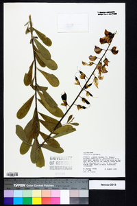 Crotalaria retusa image