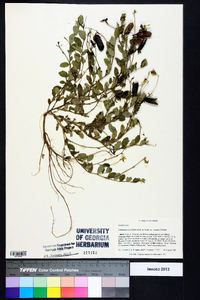 Crotalaria rotundifolia image
