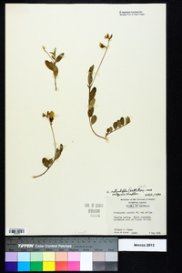 Crotalaria rotundifolia image