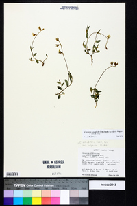 Crotalaria rotundifolia image