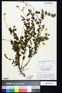 Crotalaria rotundifolia image