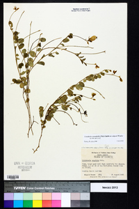 Crotalaria rotundifolia image