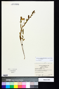 Crotalaria rotundifolia image