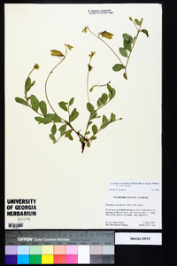 Crotalaria rotundifolia image