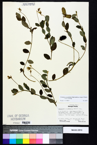 Crotalaria rotundifolia image