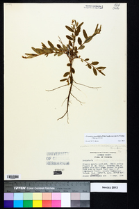 Crotalaria rotundifolia image