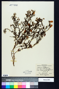 Crotalaria sagittalis image