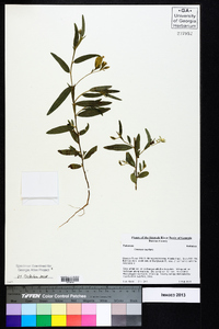 Crotalaria sagittalis image