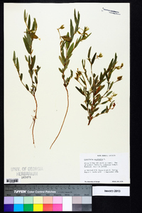 Crotalaria sagittalis image