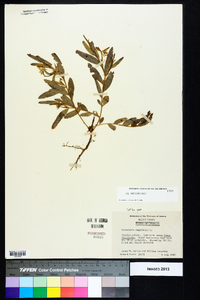 Crotalaria sagittalis image