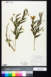 Crotalaria sagittalis image