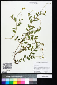 Crotalaria sagittalis image