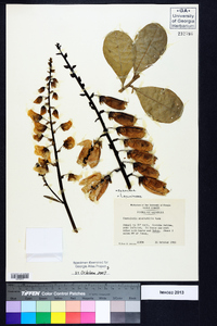 Crotalaria spectabilis image