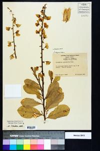 Crotalaria spectabilis image