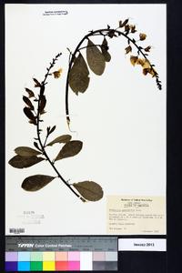 Crotalaria spectabilis image