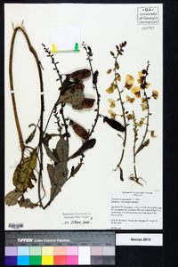 Crotalaria spectabilis image