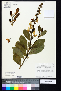 Crotalaria spectabilis image