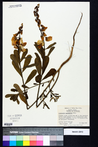 Crotalaria spectabilis image