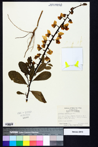 Crotalaria spectabilis image