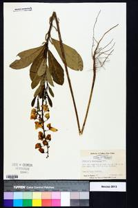 Crotalaria spectabilis image