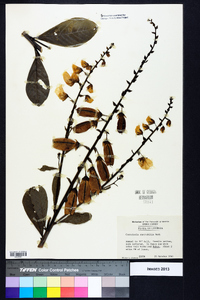 Crotalaria spectabilis image