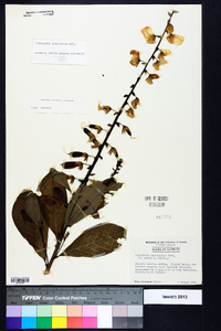 Crotalaria spectabilis image