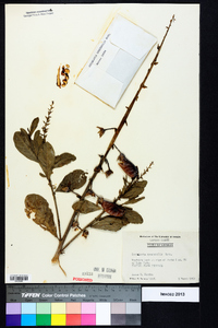 Crotalaria spectabilis image