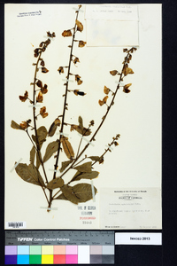 Crotalaria spectabilis image