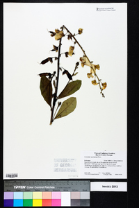 Crotalaria spectabilis image