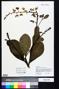 Crotalaria spectabilis image