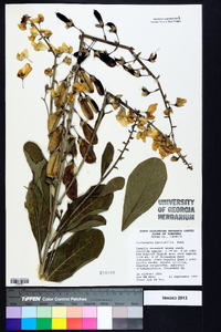 Crotalaria spectabilis image