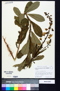 Crotalaria spectabilis image