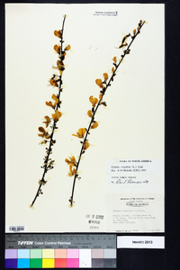 Cytisus scoparius image